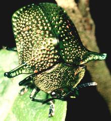 Coleoptera -- Beetles