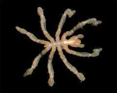 Pycnogonida -- Sea spiders