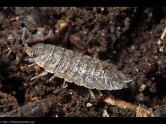 Isopods -- Insect-like