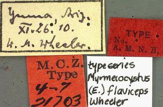 Myrmecocystus yuma_var_flaviceps, _Wheeler, _1912, _label, _type.JP80420_35.320.jpg