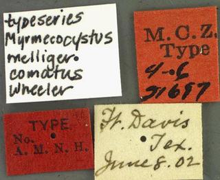 Myrmecocystus melliger_var_corntus, _Wheeler, _1908, _label, _type.JP80420_17.320.jpg