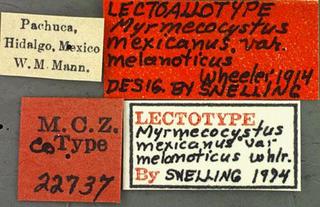 Myrmecocystus mexicanus_var_melanoticus, _Wheeler, _label, _syntype.JP80420_26.320.jpg