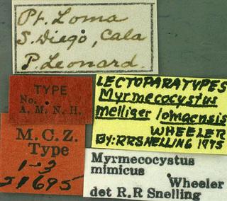 Myrmecocystus mimicus, _Wheeler, _1908, _label, _type.JP80420_29.320.jpg