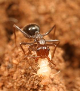 Myrmecocystus mimicus, _worker_with_termite_prey.JP80448_62.320.jpg