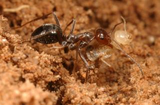 Myrmecocystus mimicus, _worker_with_termite_prey.JP80448_63.320.jpg
