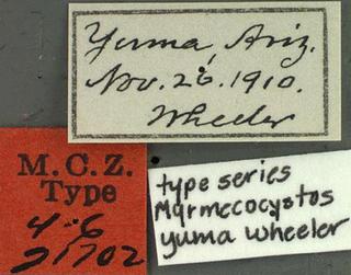 Myrmecocystus yuma, _Wheeler, _1912, _label, _type.JP80420_32.320.jpg