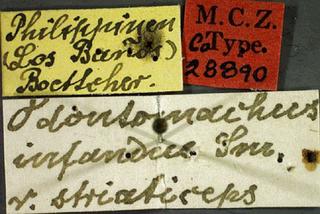 Odontomachus infandus_r_striaticeps, _Stitz_1925, _label, _syntype.JP80421_37.320.jpg