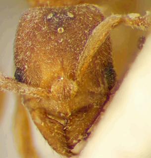 Euponera myropola, _Menozzi_1925, _head, _holotype.JP80421_19.320.jpg