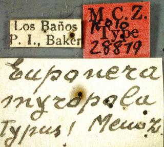 Euponera myropola, _Menozzi_1925, _label, _holotype.JP80421_20.320.jpg