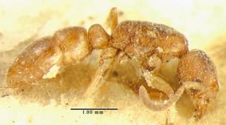 Euponera myropola, _Menozzi_1925, _side, _holotype.JP80421_21.320.jpg