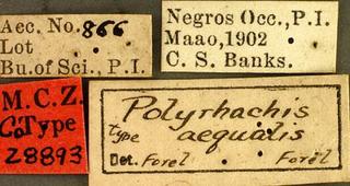 Polyrhachis aequalis, _Forel, _label, _syntype.JP80421_46.320.jpg
