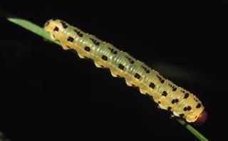 Neodiprion lecontei, _larva.JP80173_59.mx.320.jpg