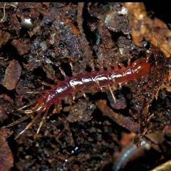 Chilopoda -- Centipedes