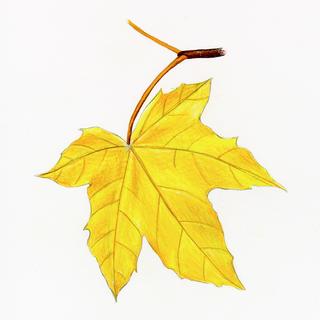 Acer platanoides, _fall_leaf.JP80279_24.320.jpg