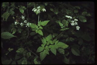 46.Osmorhiza longistylis, _leaf_and_flower, _JE12.320.jpg