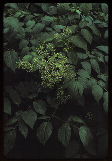 69.Aralia racemosa, _leaf_and_flower, _DB27.320.jpg
