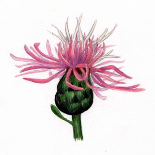 Centaurea biebersteinii, _flower.JP80279_51.320.jpg
