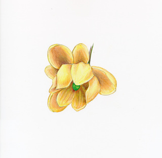 13.Berberis thunbergii, _flower_close_up.320.jpg