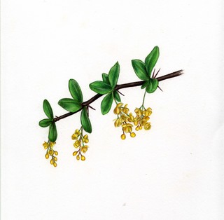 27.Berberis vulgaris, _flowering_branch.320.jpg