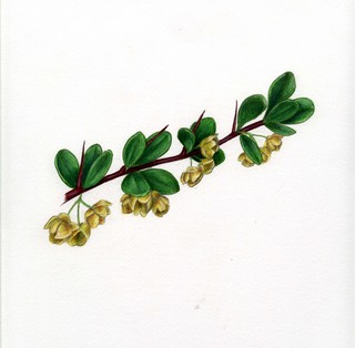 54.Berberis thunbergii, _flowering_branch.320.jpg