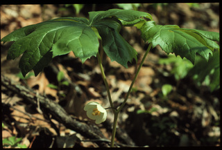 61.Podophyllum peltatum, _plant, _GY.320.jpg