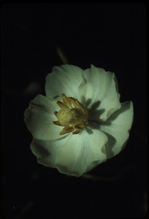 62.Podophyllum peltatum, _flower, _CO24.320.jpg