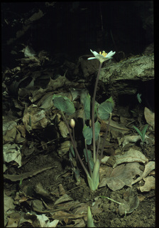 66.Jeffersonia diphylla, _plant, _UM29.320.jpg