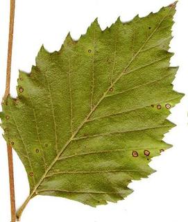 Carpinus caroliniana, _leaf.JP80032_30.320.jpg