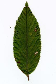 Ostrya virginiana, _leaf.JP80049_86.320.jpg