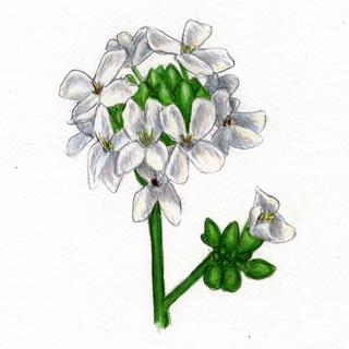Alliaria petiolata, _flower.JP80279_50.320.jpg