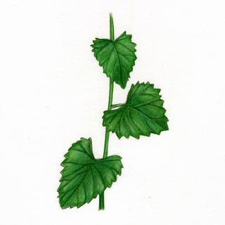 Alliaria petiolata, _leaves.JP80279_28.320.jpg