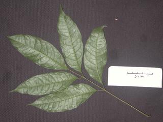 Protium trifoliolatum, _leaf_bottom.JP80264_04.320.jpg