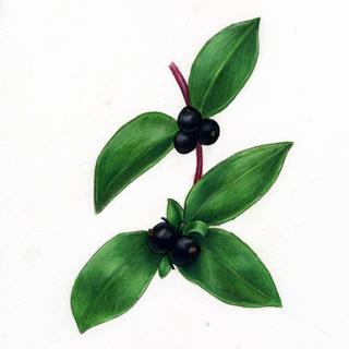 Lonicera japonica, _berries_and_leaves.JP80279_44.320.jpg