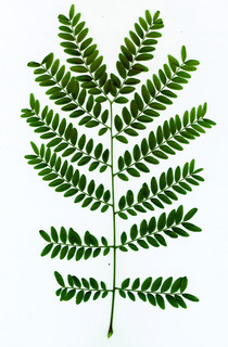 01.Sambucus canadensis, _leaf.320.jpg