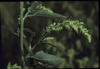 69.Chenopodium berlandieri, _leaf_+_flower, _GY.320.jpg