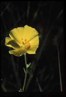 74.Helianthenum canadense, _leaf_+_flower, _GY.320.jpg