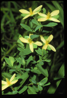 77.Hypericum hypericoides, _leaf_+_flower, _GY.320.jpg