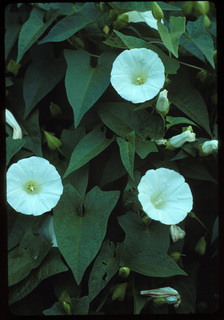 90.Calystegia silvatica, _leaf_+_flower, _GY.320.jpg