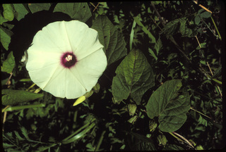 91.Ipomoea pandurata, _leaf_+_flower, _ET16.320.jpg