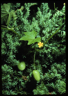 00.Melothria pendula, _leaf_+_flower_+_fruit, _UD15.320.jpg