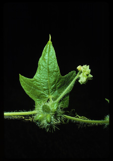 01.Sicyos angulatus, _leaf_+_flower_+_fruit, _UJ32.320.jpg