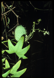 02.Echinocystis lobata, _leaf_+_flower_+_fruit, _YL11.320.jpg