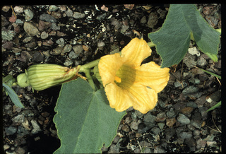 99.Cucurbita foetidissima, _leaf_+_flower_+_bud, _GY.320.jpg