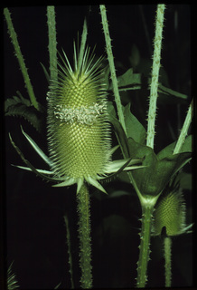 10.Dipsacus laciniatus, _leaf_+_flower, _GY.320.jpg