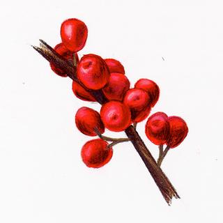 Elaeagnus umbellata, _berries.JP80279_15.320.jpg