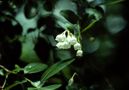 Image of V. arboruem flower (U.G.A.)