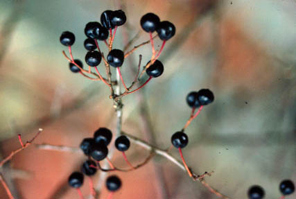 Image of V. arboreum fruit (U.G.A.)
