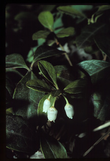 13.Gaultheria procumbens, _plant_and_flower, _FF23.320.jpg