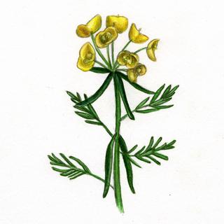 Euphorbia cyparissias, _flower_and_leaves.JP80279_38.320.jpg