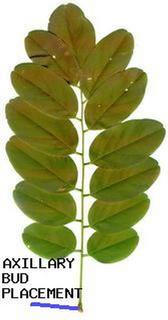 Robinia pseudoacacia, _leaf.JP80035_01.320.jpg